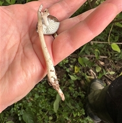 Unverified Cap on a stem; gills below cap [mushrooms or mushroom-like] at Kangaroo Valley, NSW - 4 Jun 2025 by lbradley
