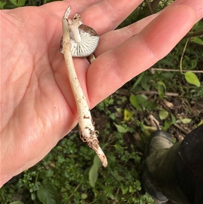 Unverified Cap on a stem; gills below cap [mushrooms or mushroom-like] at Kangaroo Valley, NSW - 4 Jun 2025 by lbradley