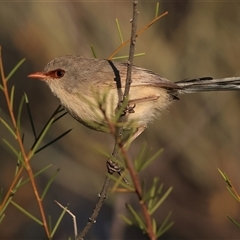Malurus assimilis at Tibooburra, NSW - 30 May 2025 08:12 AM