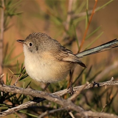 Unverified Small (Robin, Finch, Thornbill etc) at Tibooburra, NSW - 30 May 2025 by MichaelWenke