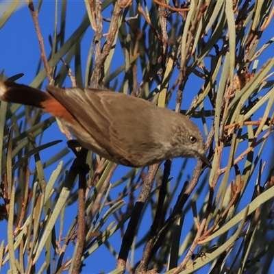 Acanthiza uropygialis at Tibooburra, NSW - 30 May 2025 by MichaelWenke