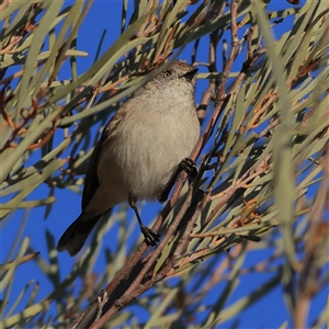 Acanthiza uropygialis at Tibooburra, NSW - 30 May 2025 08:17 AM