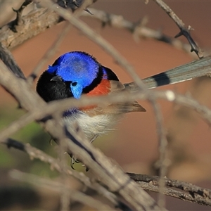 Unverified Small (Robin, Finch, Thornbill etc) at Tibooburra, NSW - 30 May 2025 by MichaelWenke