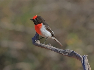 Petroica goodenovii (Red-capped Robin) at Tibooburra, NSW - 30 May 2025 by MichaelWenke