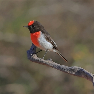 Petroica goodenovii (Red-capped Robin) at Tibooburra, NSW - 30 May 2025 by MichaelWenke