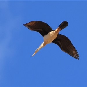 Anhinga novaehollandiae (Australasian Darter) at Tibooburra, NSW - 30 May 2025 by MichaelWenke