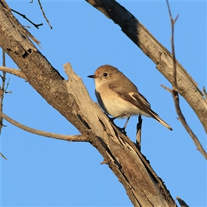 Petroica goodenovii at Tibooburra, NSW - 31 May 2025 08:12 AM