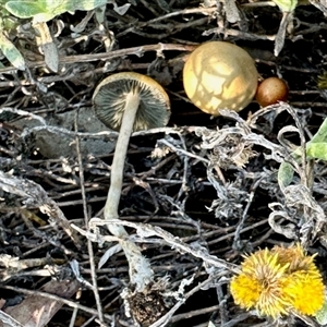 zz agaric (stem; gills not white/cream) at Aranda, ACT - 3 Jun 2025 by KMcCue