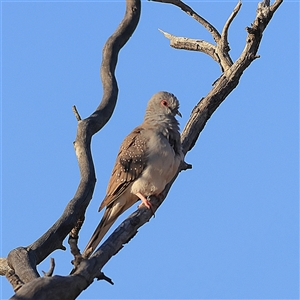 Geopelia cuneata (Diamond Dove) at Tibooburra, NSW - 31 May 2025 by MichaelWenke