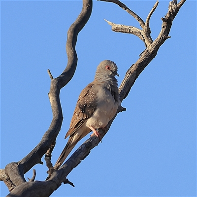 Geopelia cuneata (Diamond Dove) at Tibooburra, NSW - 31 May 2025 by MichaelWenke