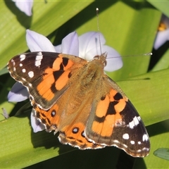 Vanessa kershawi (Australian Painted Lady) at Conder, ACT - 24 Aug 2024 by MichaelBedingfield