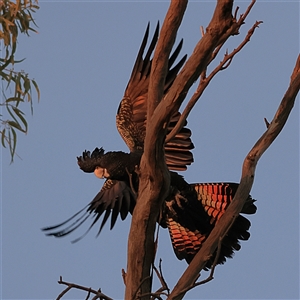 Calyptorhynchus banksii at Wilcannia, NSW - 1 Jun 2025 07:47 AM