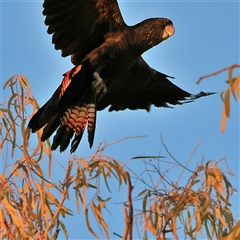 Calyptorhynchus banksii at Wilcannia, NSW - 1 Jun 2025 07:47 AM