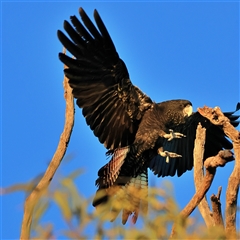 Calyptorhynchus banksii at Wilcannia, NSW - 1 Jun 2025 07:47 AM