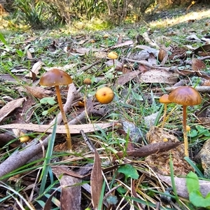 Protostropharia semiglobata (Dung Roundhead) at Rossi, NSW - 28 May 2025 by Csteele4