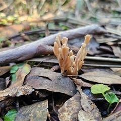 Unverified Coralloid fungus, markedly branched at Rossi, NSW - 28 May 2025 by Csteele4