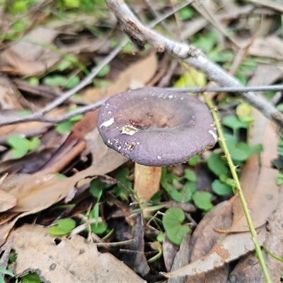 Russula sp. (genus) (Russula) at Rossi, NSW - 28 May 2025 by Csteele4