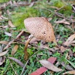 Macrolepiota clelandii (Macrolepiota clelandii) at Rossi, NSW - 28 May 2025 by Csteele4