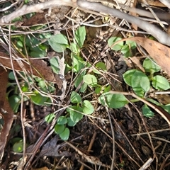 Diplodium reflexum (Dainty Greenhood) at Captains Flat, NSW - 4 Jun 2025 by Csteele4