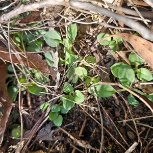 Diplodium reflexum (Dainty Greenhood) at Captains Flat, NSW - Yesterday by Csteele4
