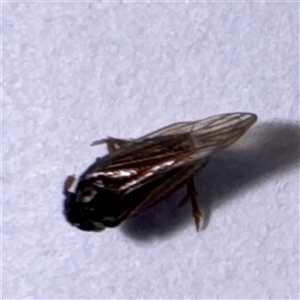 Cicadellidae (family) at Townsville City, QLD - 30 May 2025 by Hejor1