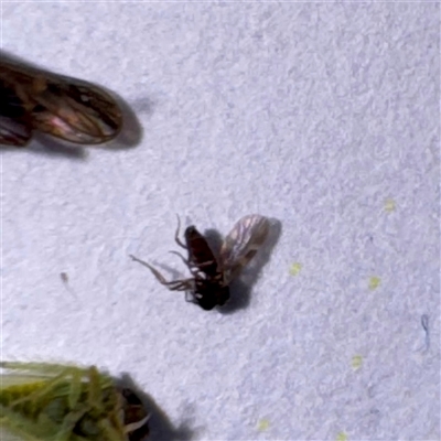 Culicidae (family) at Townsville City, QLD - 30 May 2025 by Hejor1