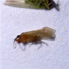 Psocodea 'Psocoptera' sp. (order) at Townsville City, QLD - 30 May 2025 by Hejor1
