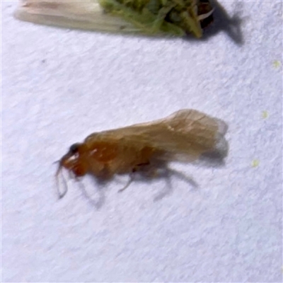 Psocodea 'Psocoptera' sp. (order) at Townsville City, QLD - 30 May 2025 by Hejor1