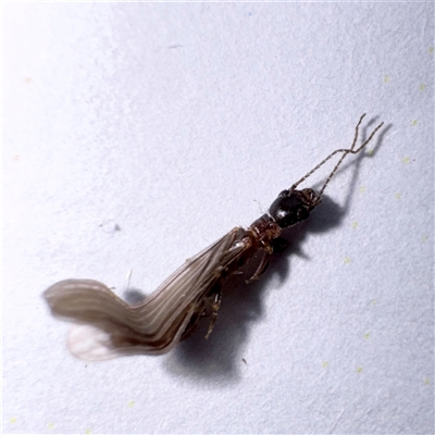 Metoligotoma sp. (genus) at Townsville City, QLD - 30 May 2025 by Hejor1