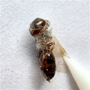 Formicidae (family) (Unidentified ant) at Townsville City, QLD - 30 May 2025 by Hejor1