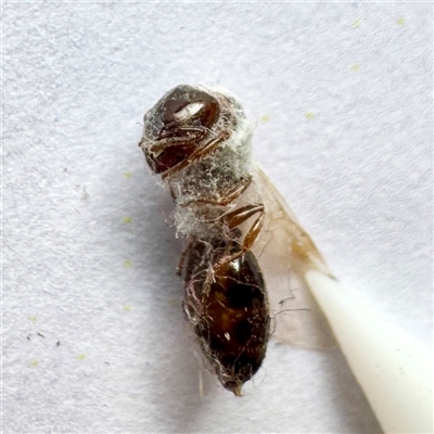 Formicidae (family) (Unidentified ant) at Townsville City, QLD - 30 May 2025 by Hejor1