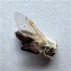 Formicidae (family) at Townsville City, QLD - 30 May 2025 08:48 AM