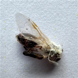 Formicidae (family) at Townsville City, QLD - 30 May 2025 08:48 AM