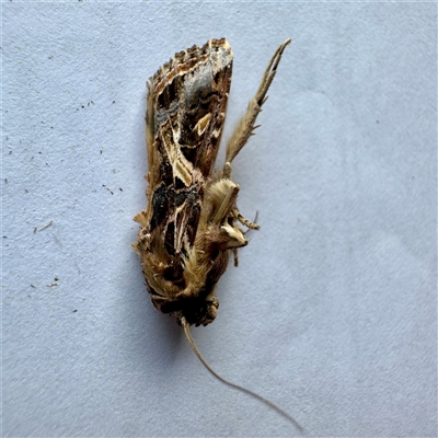 Spodoptera litura (Cluster Caterpillar, Tobacco Cutworm) at Townsville City, QLD - 30 May 2025 by Hejor1