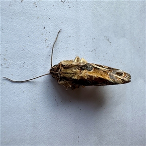 Spodoptera litura at Townsville City, QLD - 30 May 2025 08:48 AM