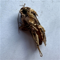 Spodoptera litura at Townsville City, QLD - 30 May 2025 08:48 AM