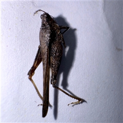 Tetrigidae (family) at Townsville City, QLD - 30 May 2025 by Hejor1