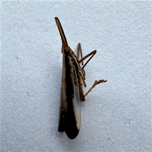 Thanatodictya (genus) at Townsville City, QLD - 30 May 2025 by Hejor1