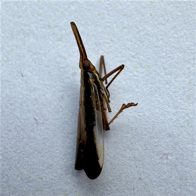 Thanatodictya (genus) at Townsville City, QLD - 30 May 2025 by Hejor1