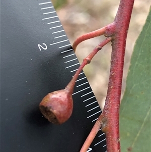 Eucalyptus globulus subsp. bicostata at Crowther, NSW - 3 Jun 2025 by Frecko