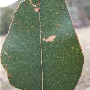 Eucalyptus blakelyi at Crowther, NSW - 3 Jun 2025 by Frecko