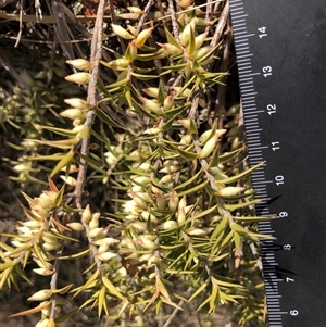 Melichrus urceolatus (Urn Heath) at Crowther, NSW - 3 Jun 2025 by Frecko