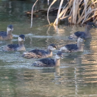 Tachybaptus novaehollandiae (Australasian Grebe) at Fyshwick, ACT - Yesterday by RodDeb