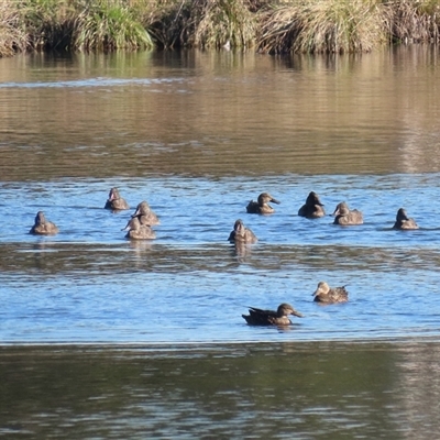 Stictonetta naevosa (Freckled Duck) at Fyshwick, ACT - Yesterday by RodDeb