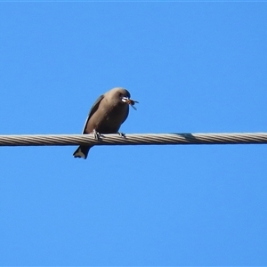 Artamus cyanopterus (Dusky Woodswallow) at Fyshwick, ACT - 3 Jun 2025 by RodDeb