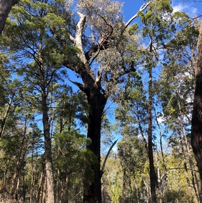 Eucalyptus sideroxylon (Mugga Ironbark) at Crowther, NSW - 3 Jun 2025 by Frecko