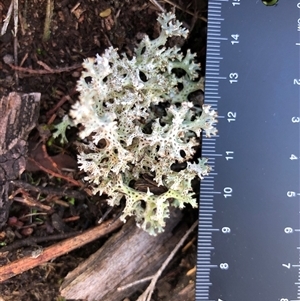 Cladia corallaizon at Crowther, NSW - 3 Jun 2025 by Frecko