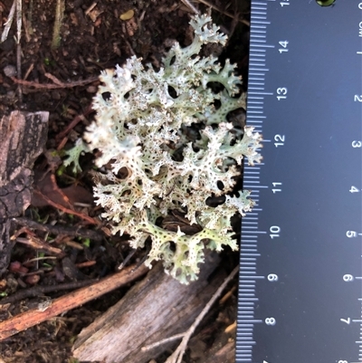 Cladia corallaizon at Crowther, NSW - 3 Jun 2025 by Frecko