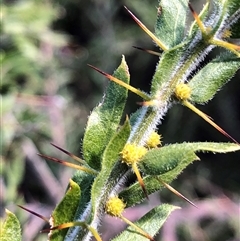 Acacia paradoxa (Kangaroo Thorn) at Crowther, NSW - 3 Jun 2025 by Frecko