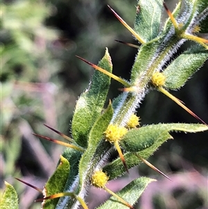 Acacia paradoxa (Kangaroo Thorn) at Crowther, NSW - 3 Jun 2025 by Frecko